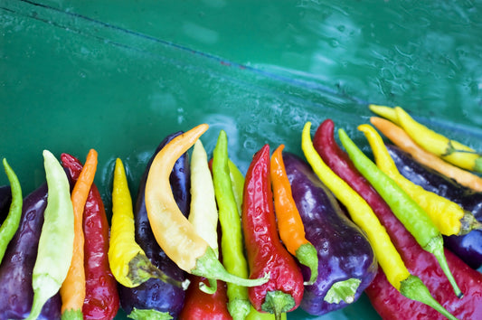 100 MIXED CAYENNE PEPPER Hot Yellow Purple Orange Red Green Capsicum Vegetable Seeds