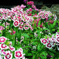 50 HOLBORN GLORY DIANTHUS Barbatus Red & White Sweet William Flower Seeds