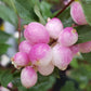 30 WESTERN SNOWBERRY Shrub White Pink Flower Symphoricarpos Occidentalis Seeds