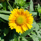 100 YELLOW GAILLARDIA (Blanket Flower / Indian Blanket) Gaillardia Aristata Flower Seeds