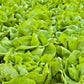 3000 BUTTERCRUNCH LEAF LETTUCE Lactuca Sativa Vegetable Seeds
