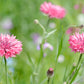 750 Pink BACHELOR'S BUTTON / CORNFLOWER Centaurea Cyanus Flower Seeds
