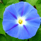 75 Blue STAR MORNING GLORY Ipomoea Tricolor Flower Vine Seeds