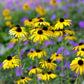 2000 BLACK EYED SUSAN Rudbeckia Hirta Yellow Heirloom Native Flower Seeds