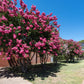 35 Dark PINK CREPE MYRTLE Lagerstroemia Indica Flowering Shrub Bush Small Tree Seeds