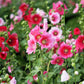 50 Mixed Colors HOLLYHOCK KING HENRY VIII Mix Alcea Rosea Flower Seeds