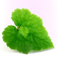 100 PIGGYBACK Plant YOUTH On AGE Tolmiea Thousand Mothers Menziesii Flower Seeds