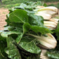 250 BARESE SWISS CHARD White Rib Perpetual Spinach Beta Vulgaris Vegetable Seeds