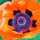 100 PRINCE of ORANGE POPPY Oriental Poppy Papaver Orientale Perennial Flower Seeds