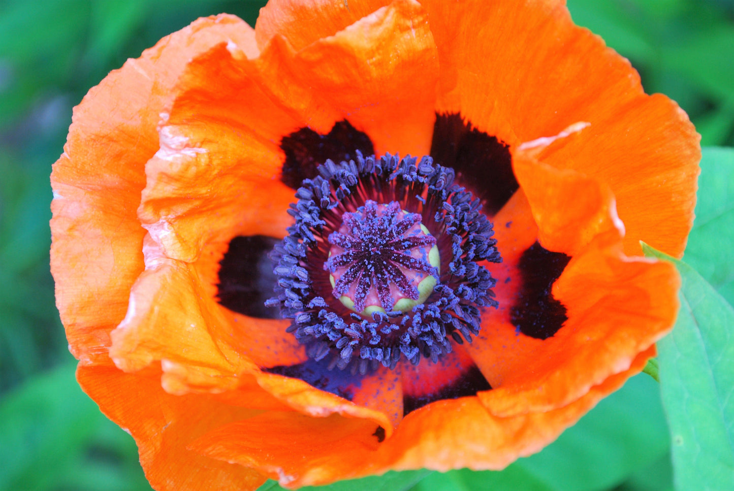 100 PRINCE of ORANGE POPPY Oriental Poppy Papaver Orientale Perennial Flower Seeds