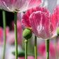 1000 PINK & WHITE POPPY Papaver Somniferum Flower Seeds