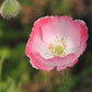 1000 PINK & WHITE POPPY Papaver Somniferum Flower Seeds