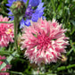 750 Pink BACHELOR'S BUTTON / CORNFLOWER Centaurea Cyanus Flower Seeds