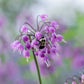 250 ALLIUM NODDING ONION Allium Cernuum Flower Seeds