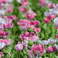 1000 PINK & WHITE POPPY Papaver Somniferum Flower Seeds