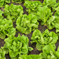 2000 BIBB LETTUCE Butterhead Lactuca Sativa Vegetable Seeds