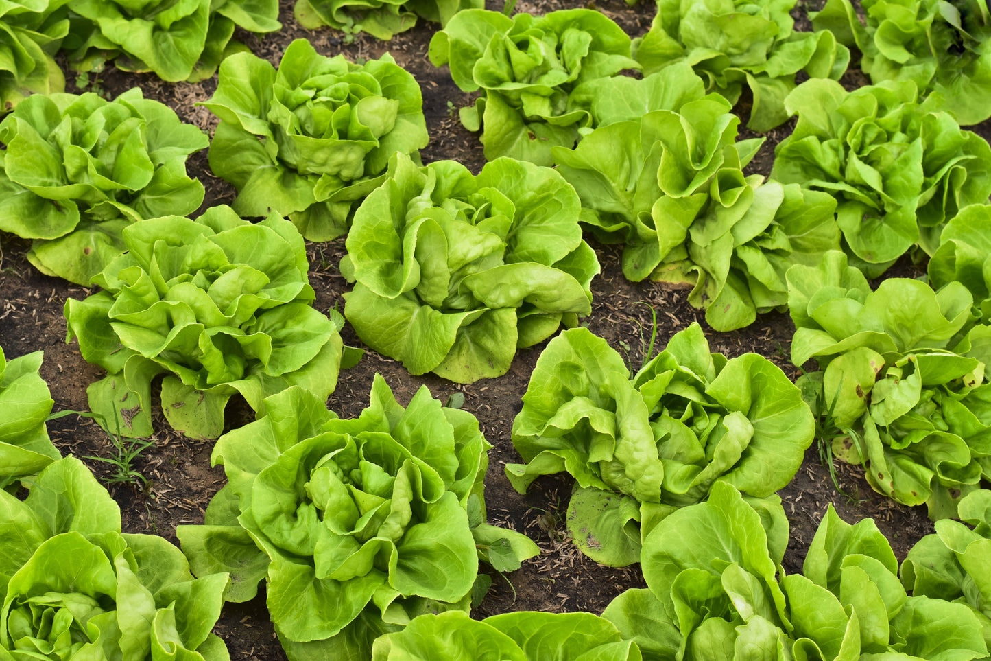 2000 BIBB LETTUCE Butterhead Lactuca Sativa Vegetable Seeds