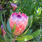 5 Giant KING PROTEA Cynaroides Sugarbush Rare 12" Flower Seeds