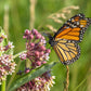 100 PINK MILKWEED Common Asclepias Syriaca Monarch Flower Seeds