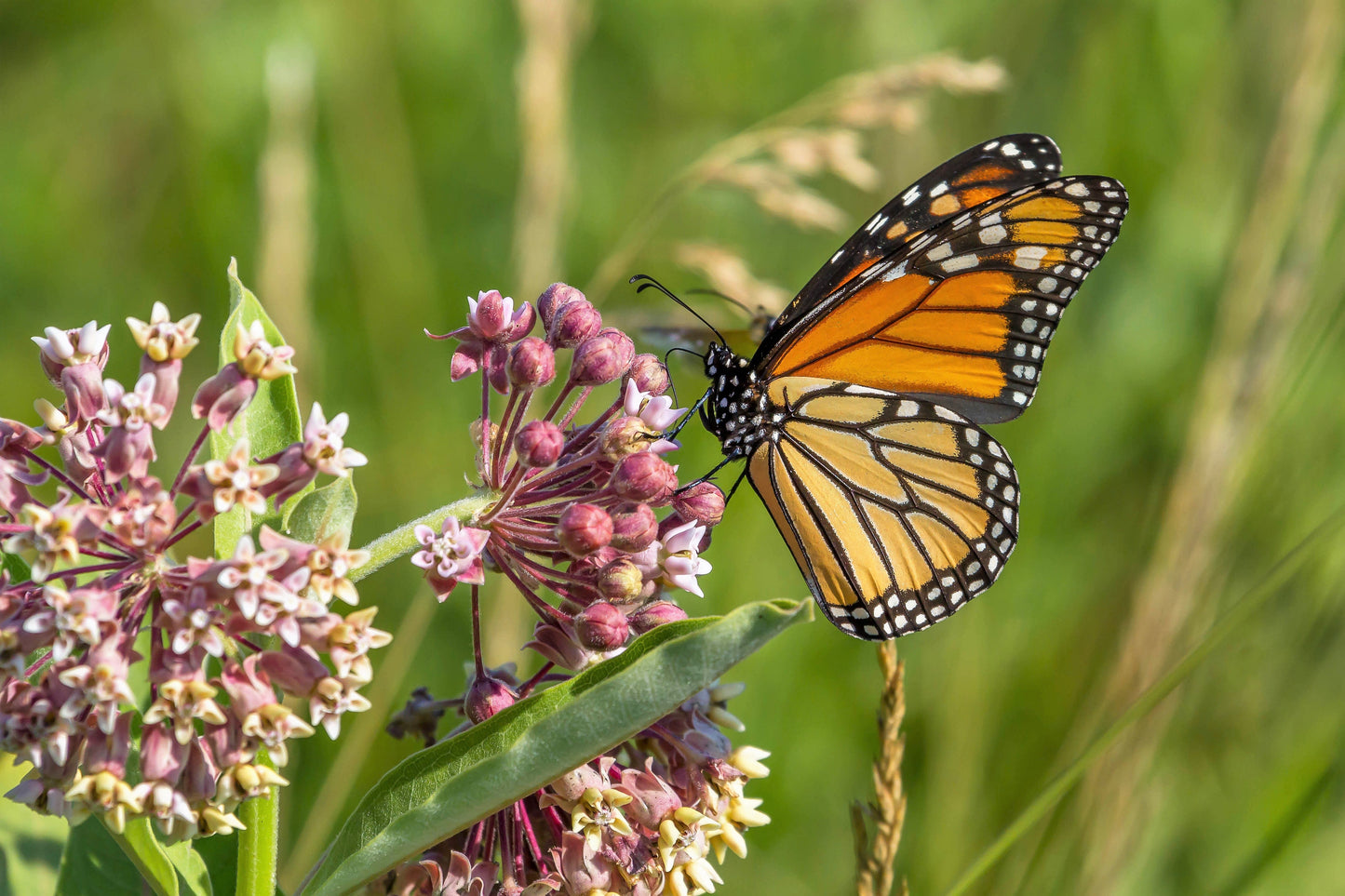 100 PINK MILKWEED Common Asclepias Syriaca Monarch Flower Seeds