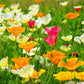 1000 MIXED Colors CALIFORNIA POPPY (Ballerina / Mission Bells) Eschscholzia Californica Flower Seeds