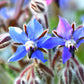 100 Blue Star BORAGE HERB Borago Officinalis Flower Seeds