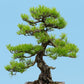 10 Japanese BLACK PINE TREE Evergreen Pinus Thunbergii Seeds