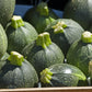 50 ROUND ZUCCHINI Summer SQUASH Cucurbita Pepo Vegetable Seeds