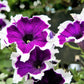 50 PICOTEE MIX PETUNIA Multiflora Mixed Colors Bicolor White Blue Purple Pink Red Flower Seeds