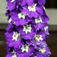 100 ROCKET LARKSPUR DELPHINIUM Consolida Giant Imperial Mixed Colors Flower Seeds