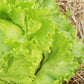 1000 GREAT LAKES LETTUCE Batavian Iceberg Lactuca Sativa Vegetable Seeds