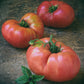 50 Giant BELGIAN PINK TOMATO Huge Pink Skin Lycopersicon Fruit Vegetable Seeds