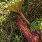 10 GUNNERA INSIGNIS Giant Rhubarb (Leaves up to 6' Wide, Red Flower Spikes to 3') Dinosaur Plant Seeds