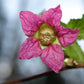 20 SALMONBERRY RUSSIAN RASPBERRY Rubus Spectabilis Fruit Seeds Purple Flowers