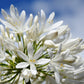 25 WHITE LILY of the NILE Agapanthus Orientalis African Lily Flower Seeds