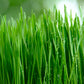 500 Organic CAT GRASS WHEAT Grass Pet Grass Wheatgrass Catgrass Triticum Aestivum Seeds