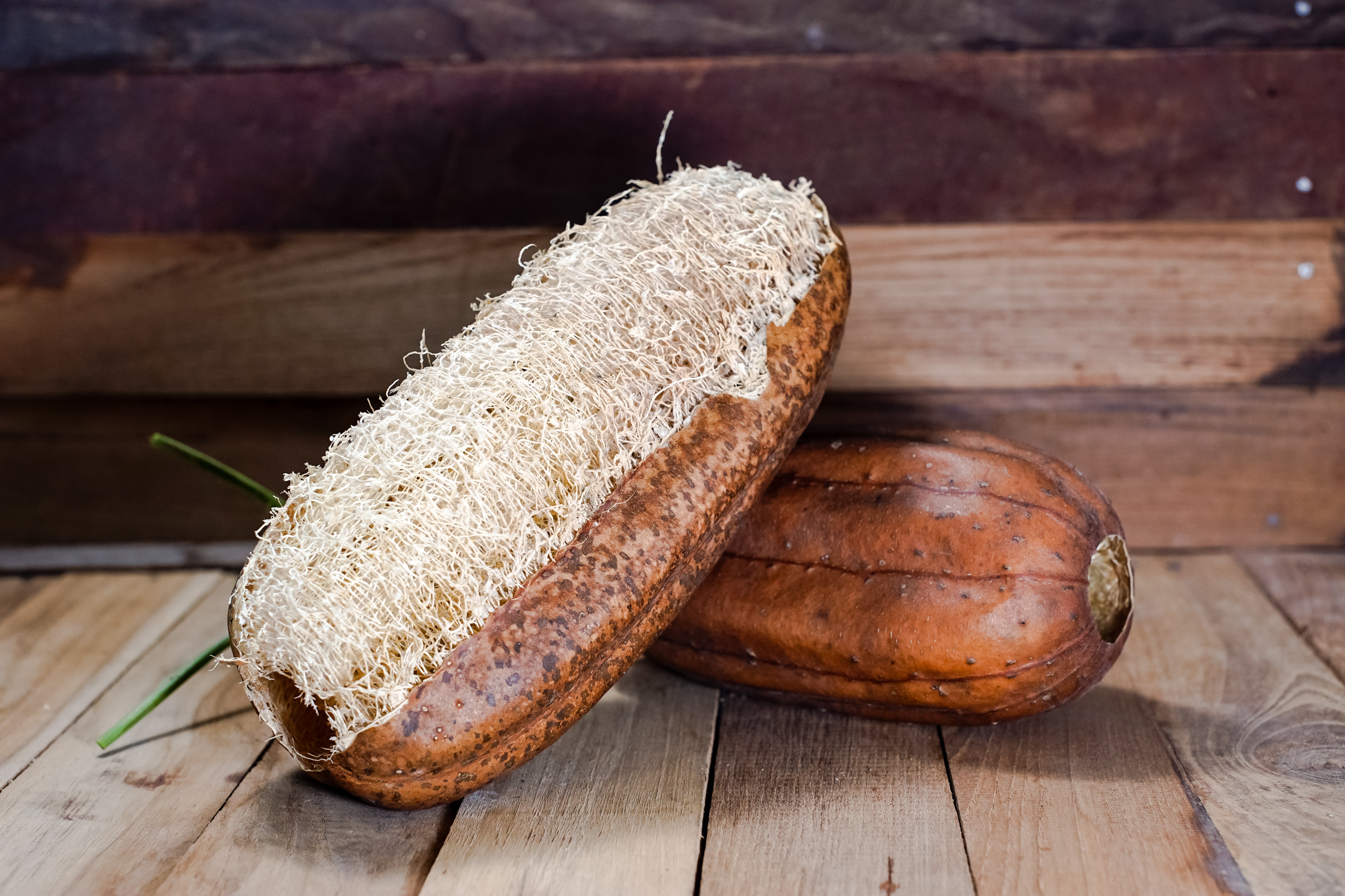 25 LUFFA SPONGE GOURD (Vegetable Sponge / Smooth Luffa / Sponge Loofa ...