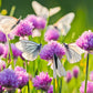 500 CHIVE Allium Schoenoprasum Vegetable Seeds