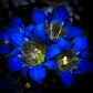 30 Dark Blue NIKITA GENTIAN Gentiana Dahurica Siberian Flower Herb Seeds