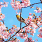 10 Japanese MOUNTAIN CHERRY Hill Cherry Prunus Serrulata Spontanea Pink & White Flowers Red Fruit Tree Seeds