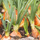 500 Sweet YELLOW SPANISH ONION Allium Cepa Vegetable Seeds