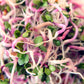 100 CHINA ROSE RADISH (Chinese Winter Radish) Raphanus Sativus Vegetable Seeds