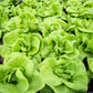 3000 WHITE BOSTON LETTUCE 12" Green Butterhead Lactuca Sativa Vegetable Seeds