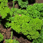 1500 TRIPLE CURLED PARSLEY Petroselinum Hortensis Herb Vegetable Seeds