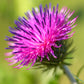 200 Great BURDOCK Arctium Lappa (Edible Burdock / Cockle-Button / Beggar's Buttons) HERB Flower Seeds