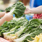 300 LUCULLUS SWISS CHARD Beta Vulgaris White Perpetual Spinach Vegetable Seeds