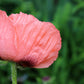 100 Princess Victoria Louise ORIENTAL POPPY Papaver Orientale Flower Seeds