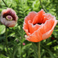 1000 MIXED Colors ORIENTAL POPPY Papaver Orientale Flower Seeds