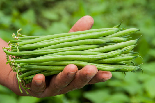 50 FRENCH Blue Lake POLE BEAN Phaseolus Vulgaris Vegetable Seeds