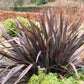 10 Purple NEW ZEALAND FLAX Phormium Tenax Purpureum Ornamental Grass Flower Seeds